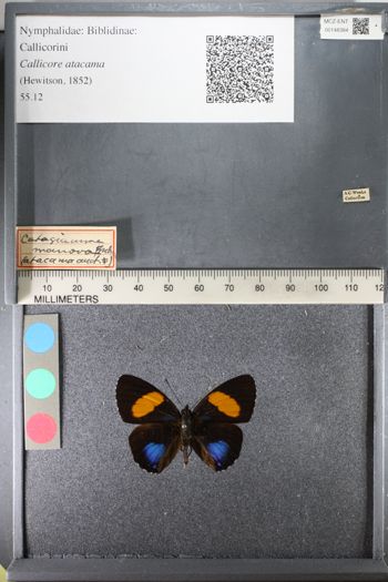 Media type: image;   Entomology 148384